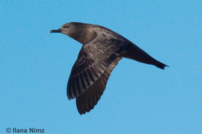 Christmas_Shearwater_Ilana_Nimz_0668