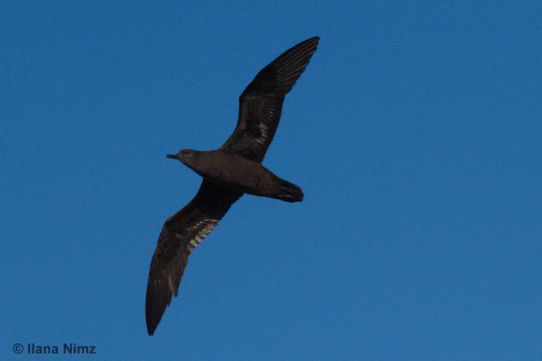 Christmas_Shearwater_Ilana_Nimz_0685