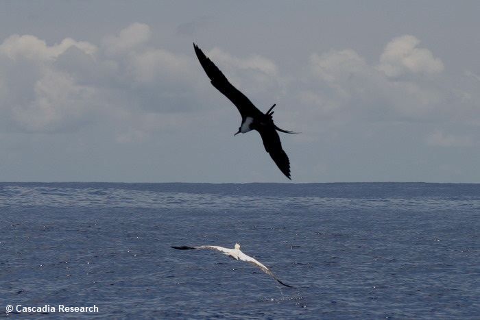Great Frigatebird chasing booby.