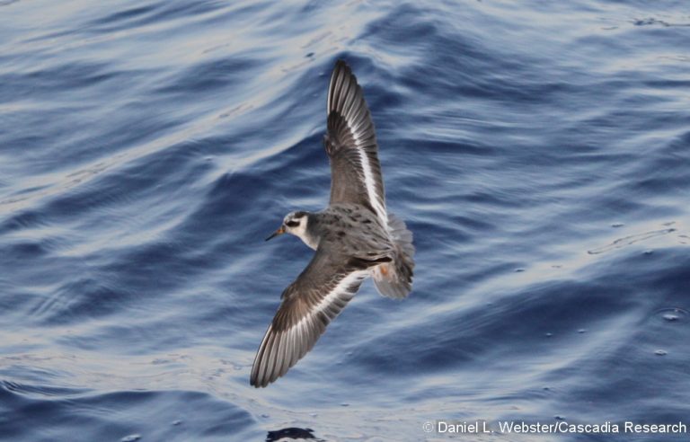 Red-Phalarope-2015APR18_D32_DLW_0019resize