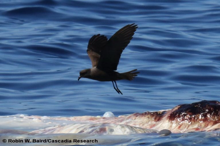 Tristrams_Storm_Petrel_2015FEB16_D41_RWB_0071_CR