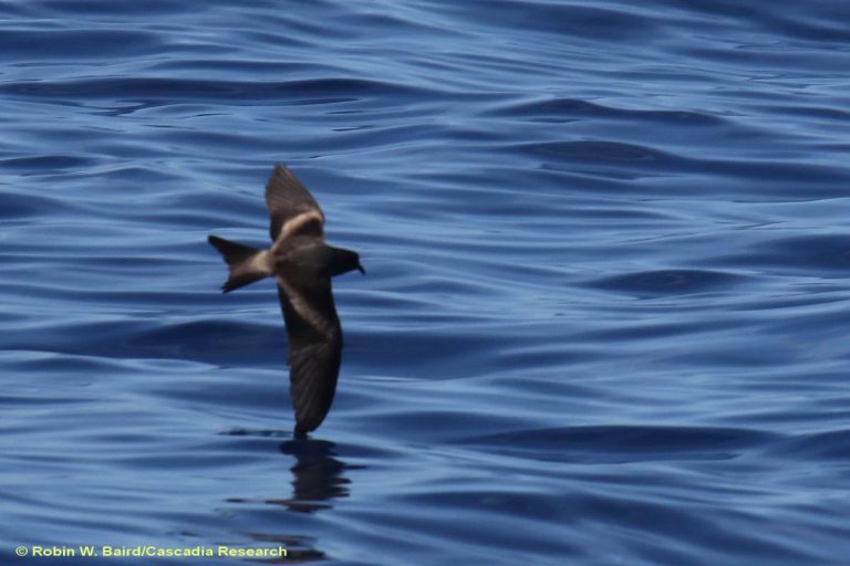 Tristrams_Storm_Petrel_2015FEB16_D41_RWB_0162_CR-1