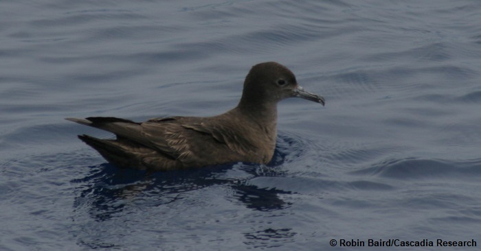 Dark morph wedge-tailed shearwater.
