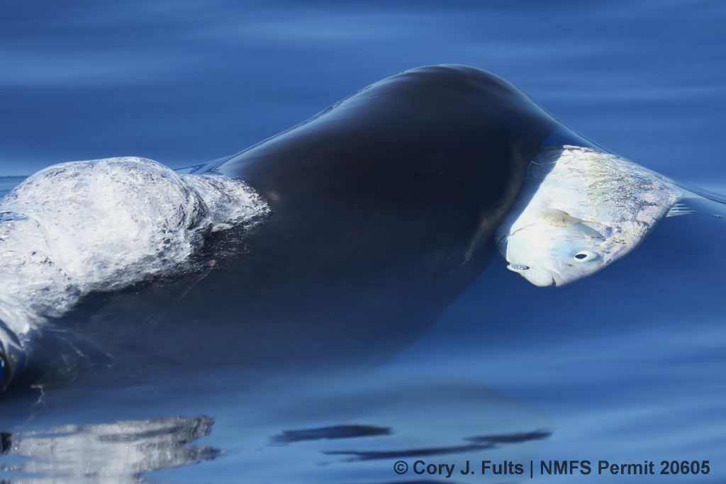 Pseudorca, kahala, Almaco jack, Hawaii, false killer whale, predation, Seriola rivoliana, prey, fish, whale