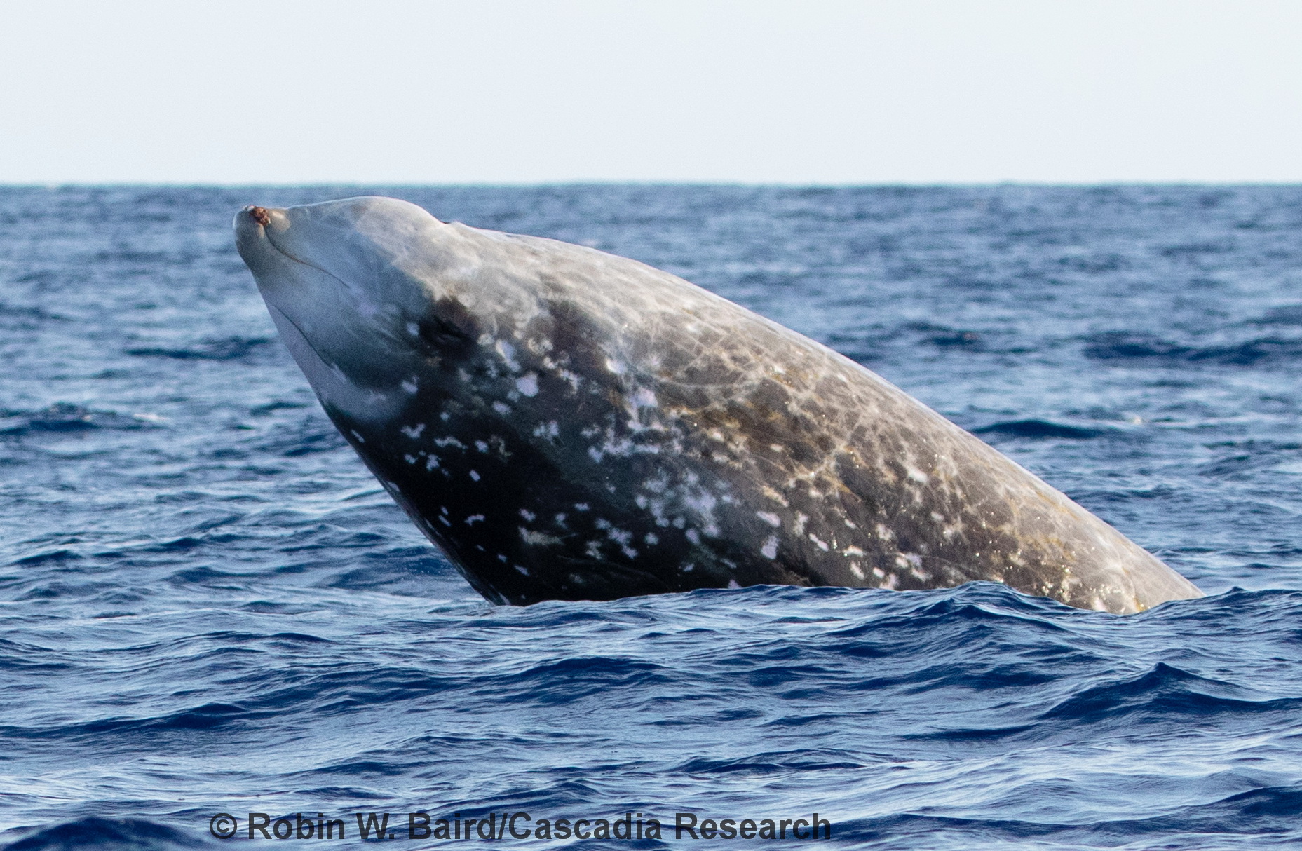 Cuvier's beaked whale, Ziphius cavirostris, Hawaii, Kona