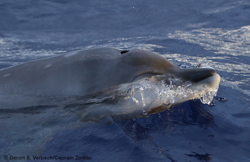 A curious juvenile Blainville's beaked whale approaching the research vessel during our Hawai‘i field project on May 3, 2021. There is a small resident population of Blainville’s off Hawai‘i island, and we recognized at least one of the individuals from this group as part of this population.