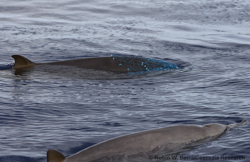 A group of Blainville’s beaked whales encountered off Hawai‘i Island on May 5th, 2021, with one individual entangled in marine debris. From GoPro footage over the side of the boat we were able to confirm the entanglement is life-threatening, preventing the individual from feeding. We notified NOAA fisheries about this individual, and worked with them to coordinate a disentanglement plan, though this individual was never resighted.