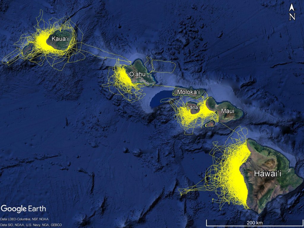 Hawaii, research, search effort, tracklines, whale, dolphin, survey