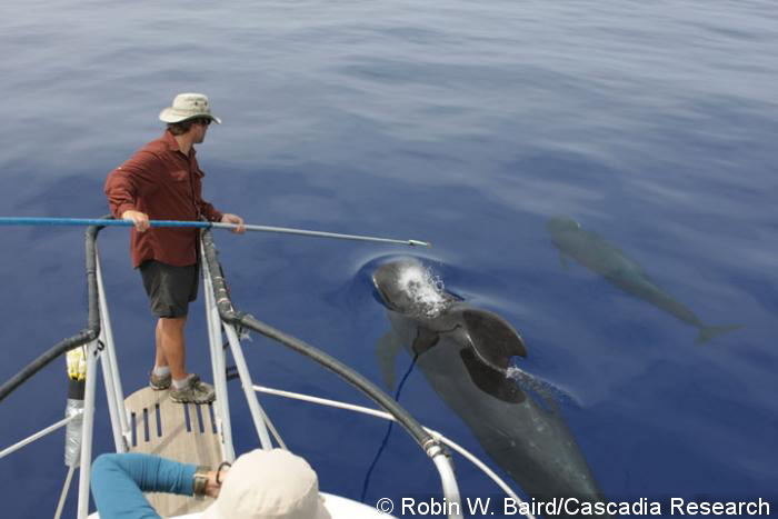 Greg Schorr collecting samples from an exhalation of a pilot whale, May 14, 2008.