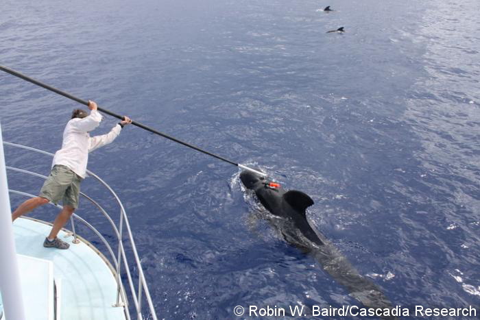 Daniel Webster deploying a suction-cup attached Bioacoustic probe on a short-finned pilot whale, July 25, 2008. This tag contains a hydrophone to record sounds around the whale as well as information on depth and underwater movements (using a 2-axis accelerometer). On July 25th we deployed two of these tags, with one remaining attached approximately four hours and the other remaining attached through the night. Both tags were recovered by researchers on the NOAA R/V Oscar Elton Sette.