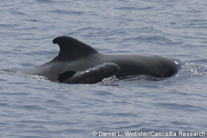Female and newborn short-finned pilot whale, July 13, 2008. This newborn is probably less than 12 hours old, since the dorsal fin is just starting to straighten.