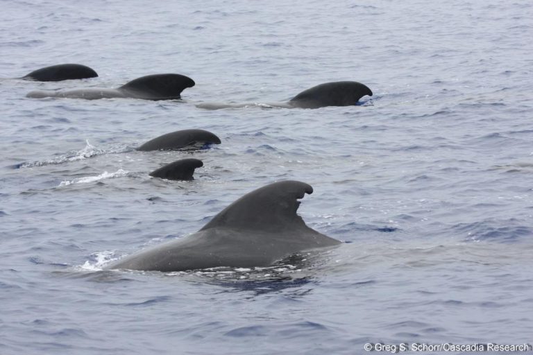 A group of pilot whales encountered off of Hawai‘i on 24 May 2012.