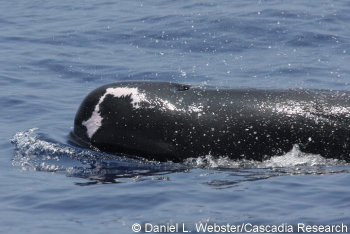 Short-finned pilot whale with healed scar on head, July 13, 2008.