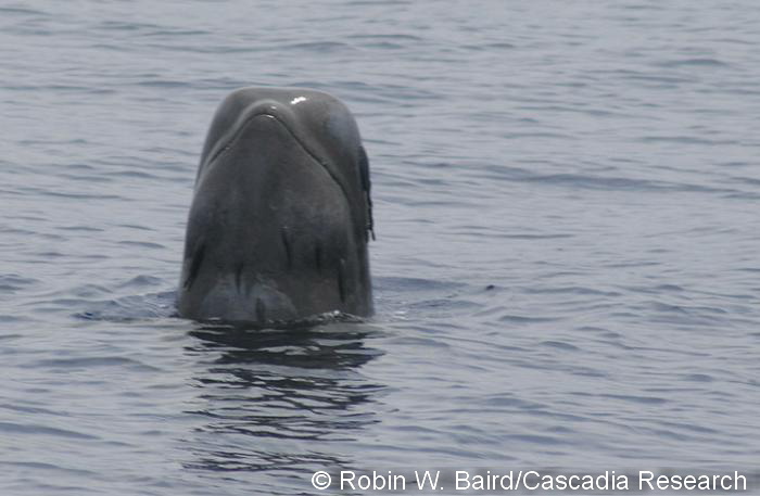 Spyhopping pilot whale with remoras, April 24, 2008.