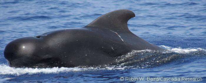 An adult male short-finned pilot whale. This species is sexually dimorphic, meaning that we distinguish adult males from females based on their dorsal fin and body shape.