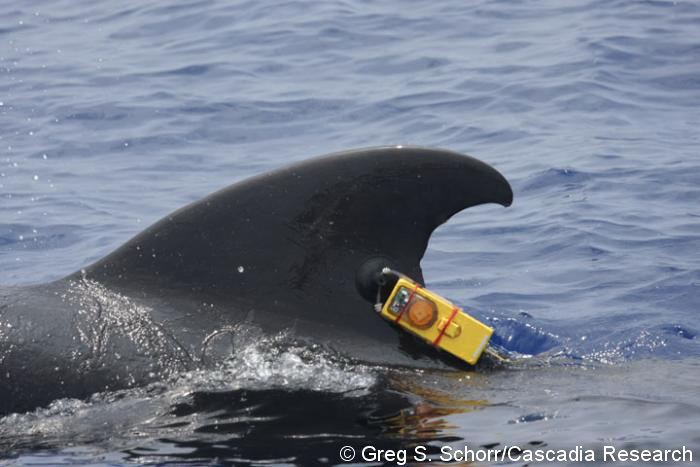 Pilot whale with time-depth recorder/Fastloc GPS tag.