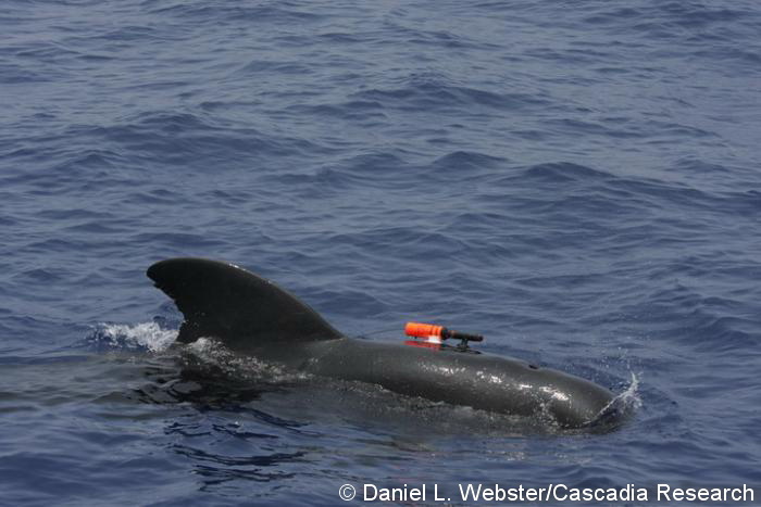 Adult male short-finned pilot whale with suction-cup attached Bioacoustic probe, July 25, 2008.