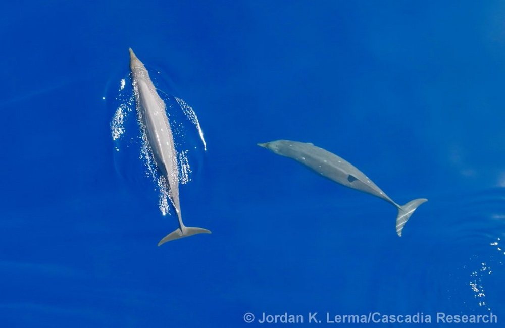 Two Blainville's beaked whales, sighted off Hawaiʻi Island on October 18th, 2022. The white scars on these Blainville’s beaked whales are healed scars from cookie-cutter shark bites. These scars are visible for more than 20 years, making it much easier to identify individuals!