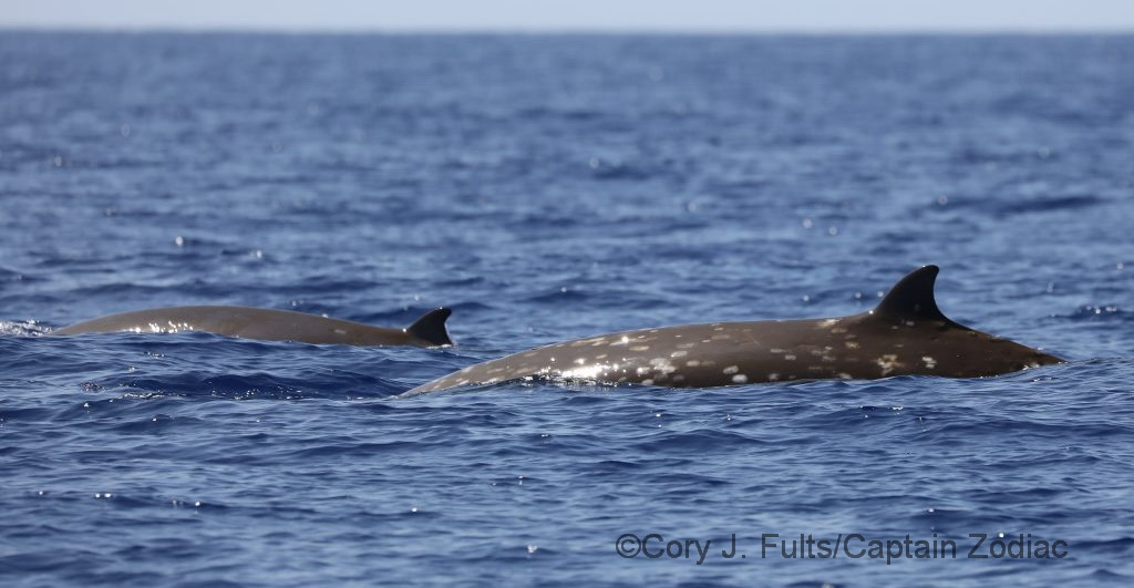 A group of goose-beaked whales spotted off Hawaiʻi Island during our October 2022 field project. Goose-beaked whales are among the most anti-social cetaceans that we study – five individuals is the largest group we’ve ever encountered of this species. We were able to quickly match two individuals from this group to our catalog – the adult female (on the right) above is HIZc027 in our photo-ID catalog. HIZc027 was first photographed in 2005 and has previously been documented 10 times in eight different years, with the last sighting in 2019. During our last encounter with her in 2019 we actually collected a breath sample using a drone.