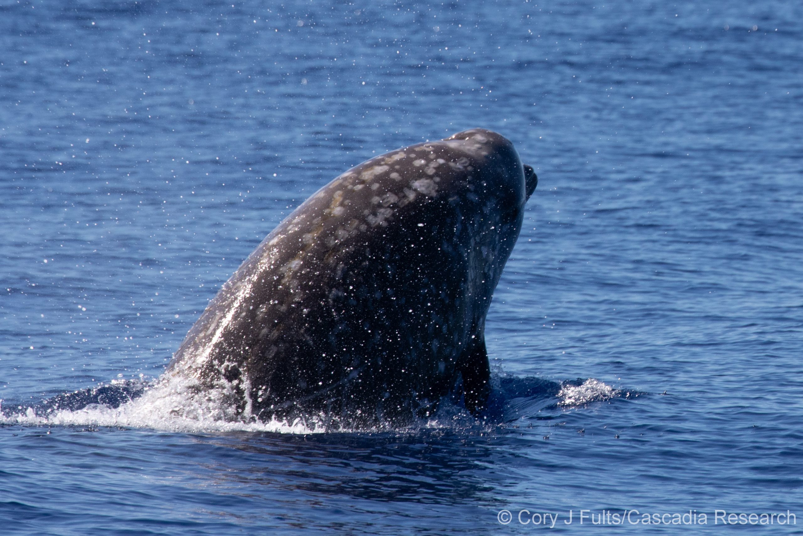 November 2nd Cuvier's beaked whales (Ziphius cavirostris) Encounter off Kona