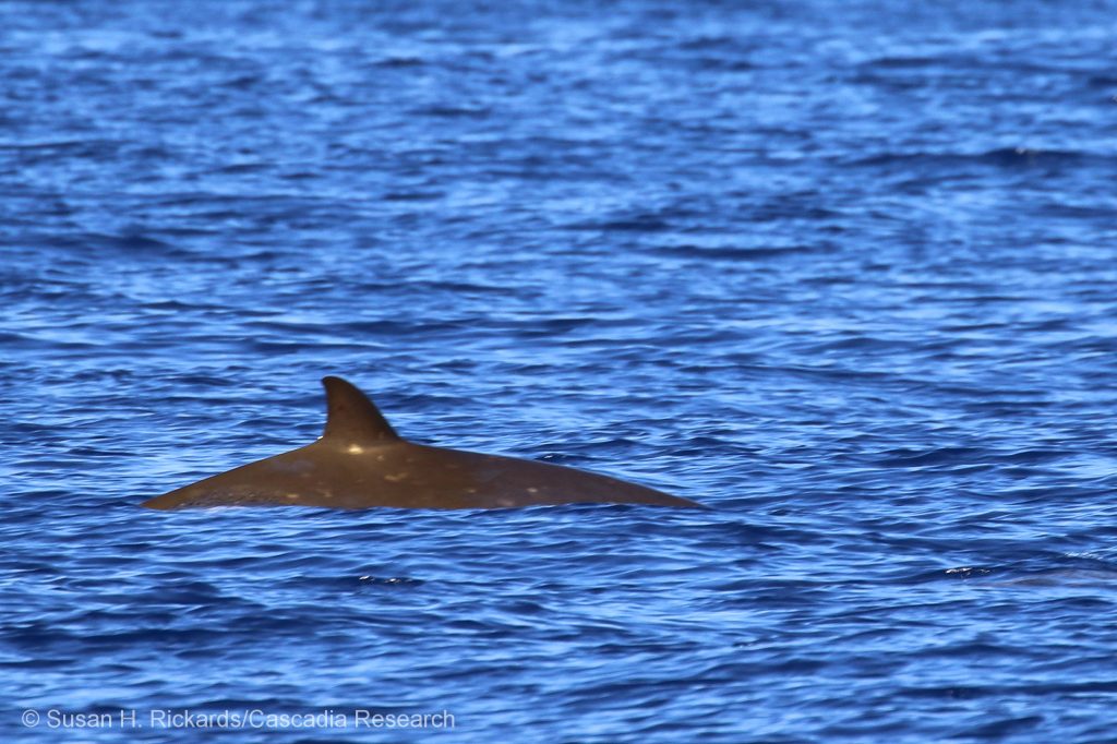 Beaked whale, Hawaii