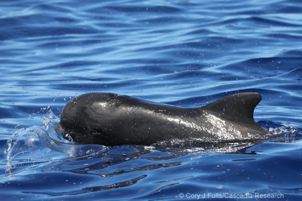 Short-finned pilot whale off Lanai, July 7th, 2024