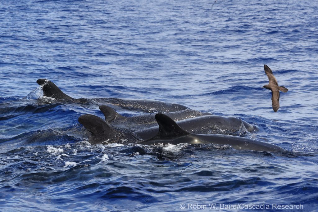 false killer whales in Hawaii