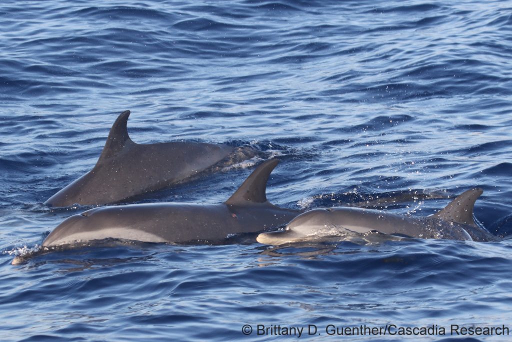 Pantropical spotted dolphins off Lānaʻi, July 10, 2024