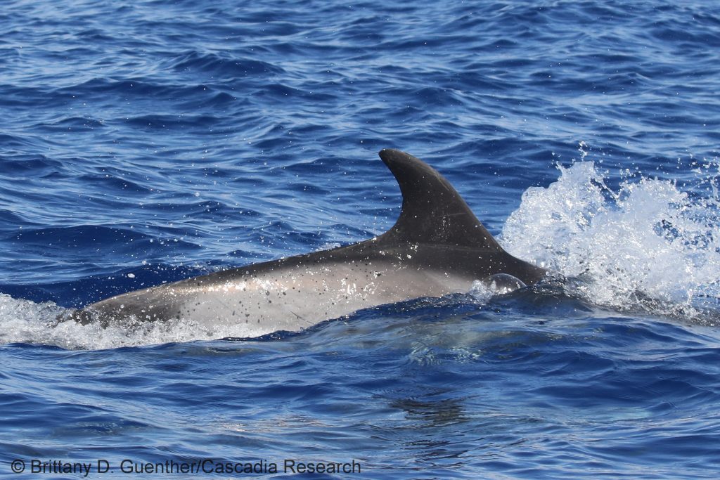 Bottlenose dolphin off Lānaʻi