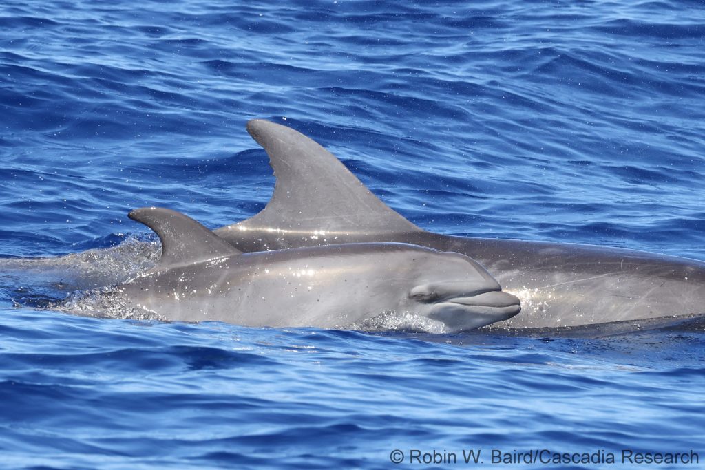 Bottlenose dolphin mother and calf off Lānaʻi