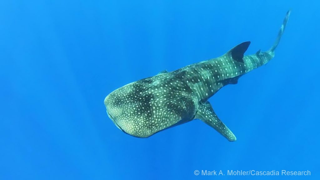 Whale shark off Lānaʻi