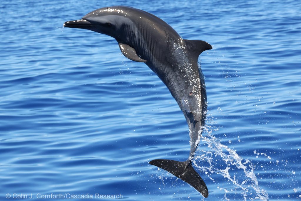 Pantropical spotted dolphin leaping