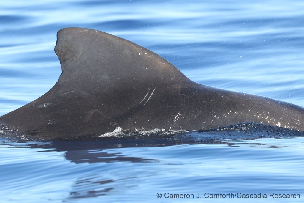 Adult male short-finned pilot whale