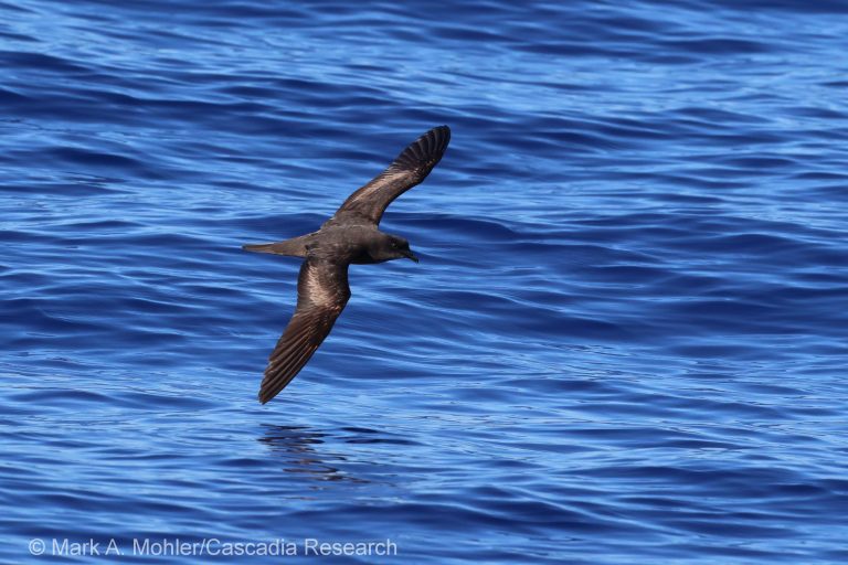 A ʻOu (Bulwer's Petrel) off Lānaʻi
