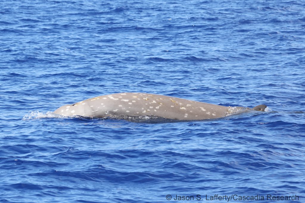 Goose-beaked whale