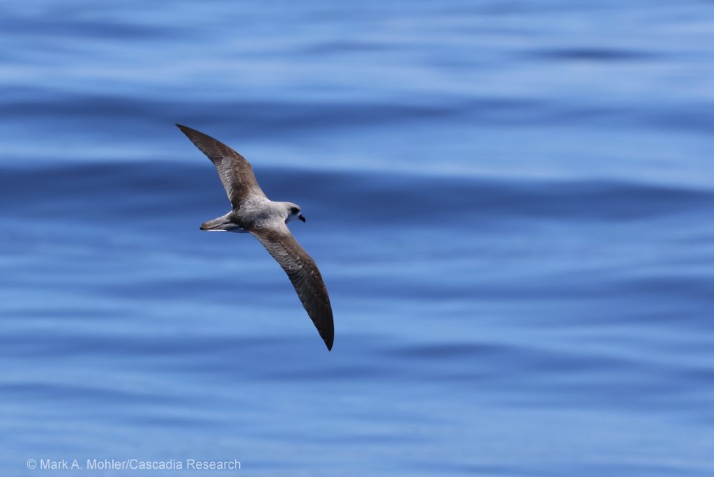 Black-winged Petrel