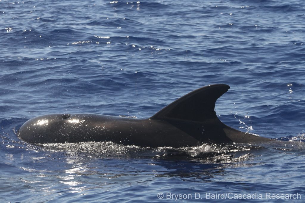 Short-finned pilot whale