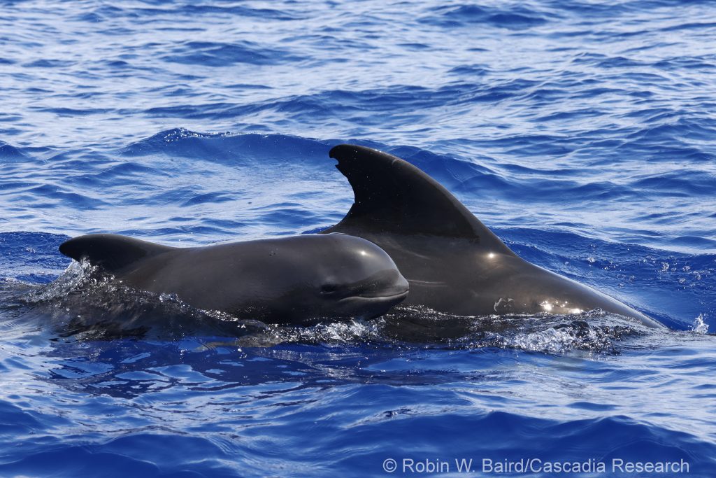 Short-finned pilot whale mother and calf