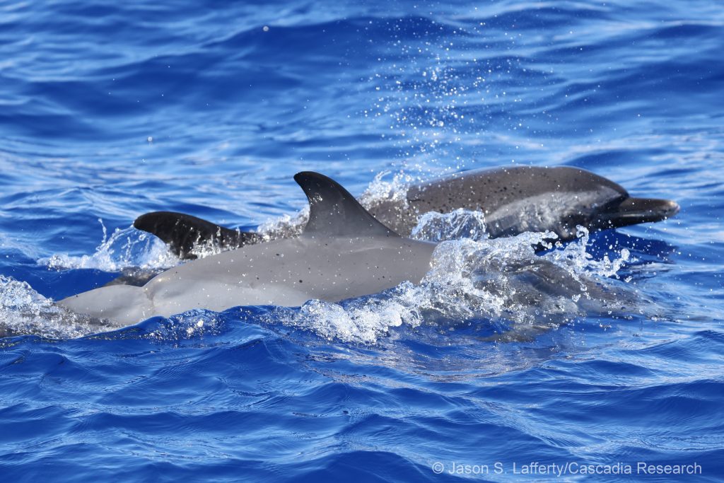 Pantropical spotted dolphin with fisheries injury