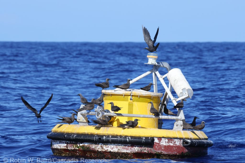 Brown Noddies on Tsunami buoy