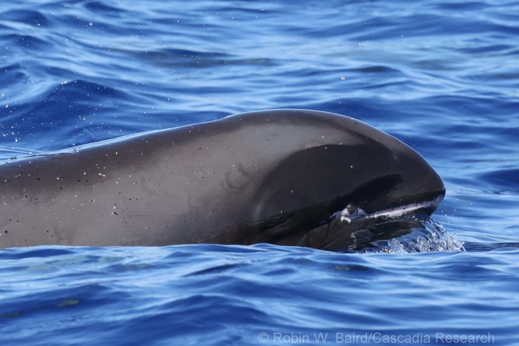 Melon-headed whale