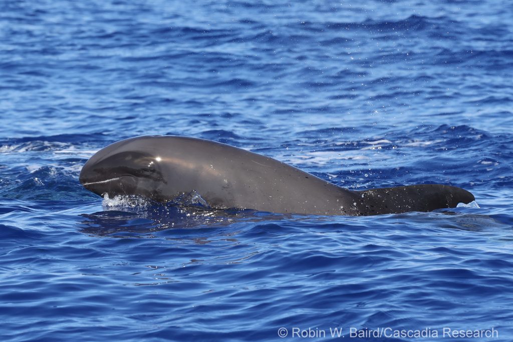 Melon-headed whale