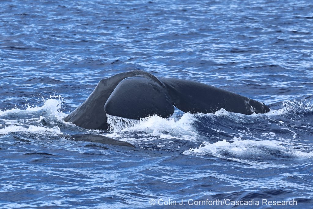 Sperm whale fluking