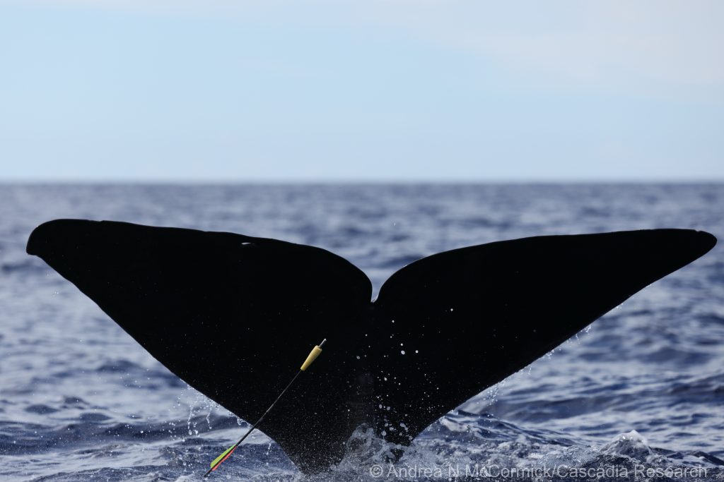 Collecting a biopsy from a fluking sperm whale