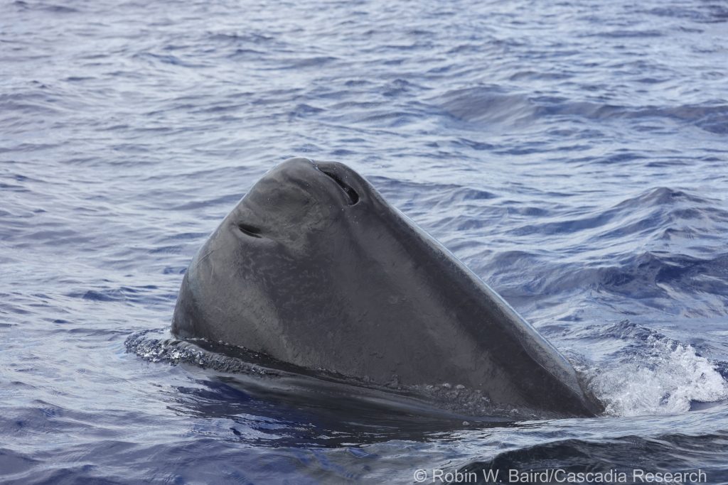 Sperm whale approaching boat