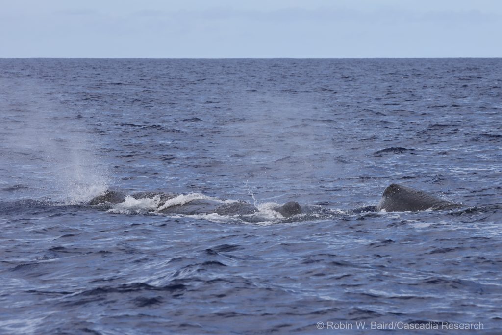 Sperm whale mother and calf