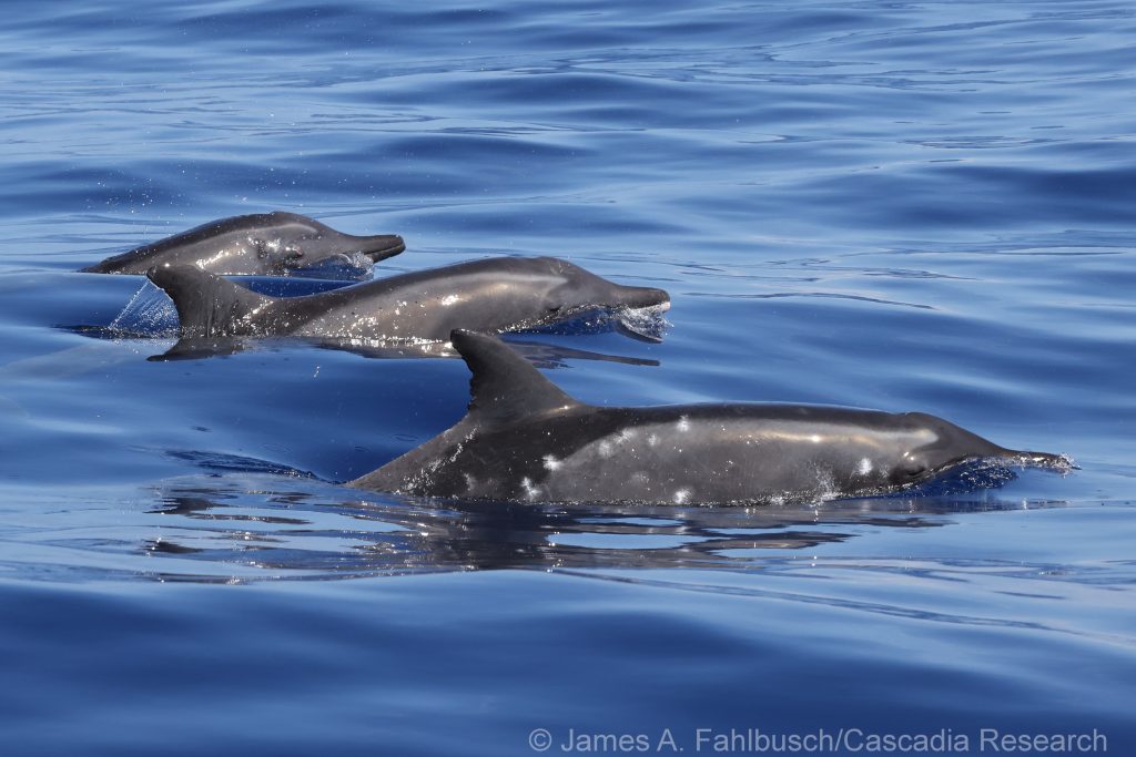 Rough-toothed dolphins