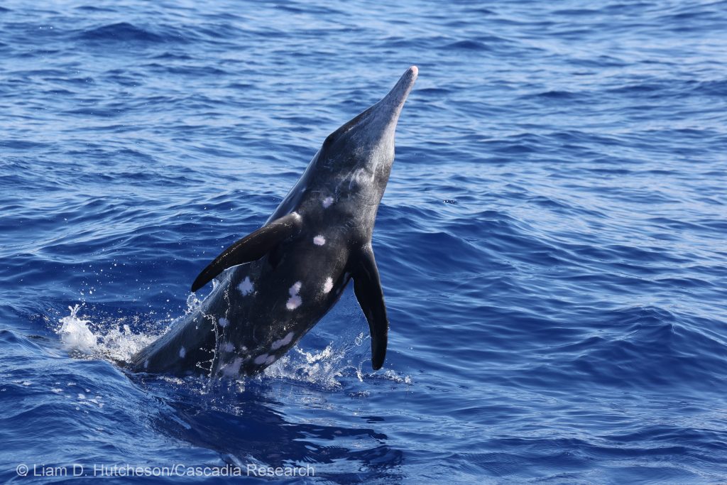 Rough-toothed dolphin leaping