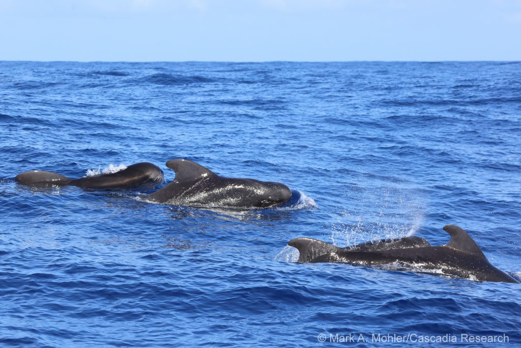 Short-finned pilot whales