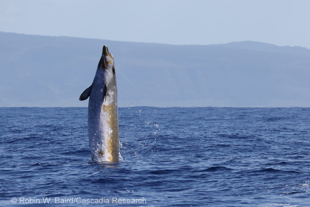 Blainville's beaked whale breaching